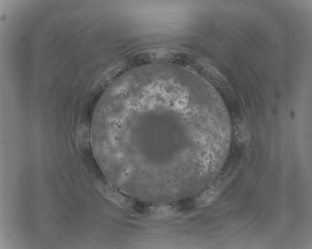 X0000074330419200609082037