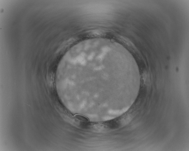 X0000074330423200609082037