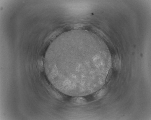 X0000074330427200609082037