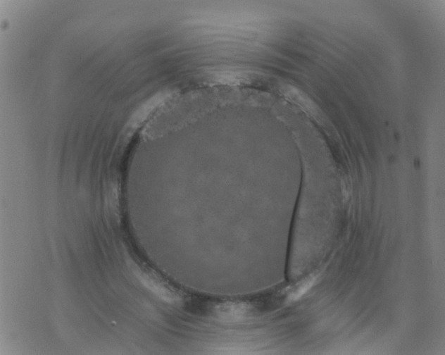 X0000074330444200609082036