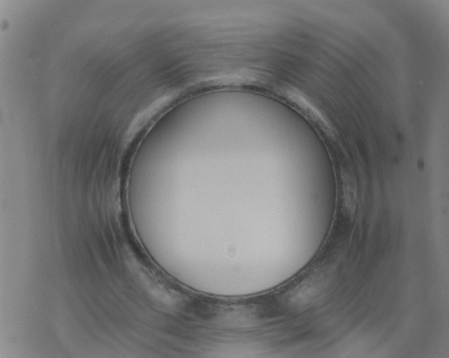 X0000074330486200609082036