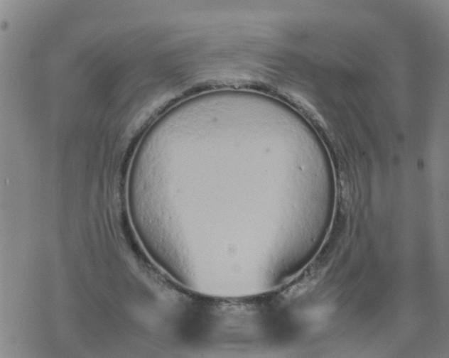 X0000074330487200609082036