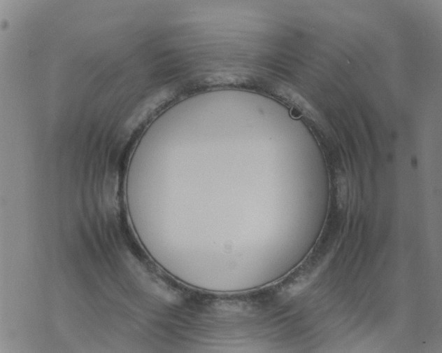 X0000074330490200609082036