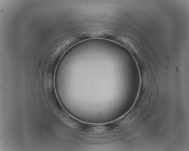 X0000074330495200609082036