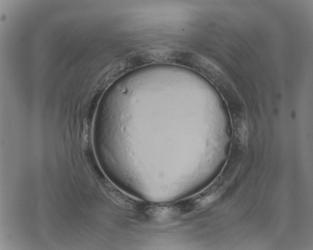 X0000074330507200609082035