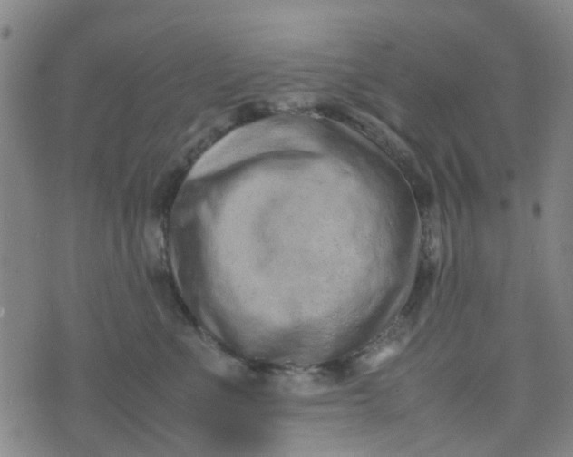 X0000074330523200609082035