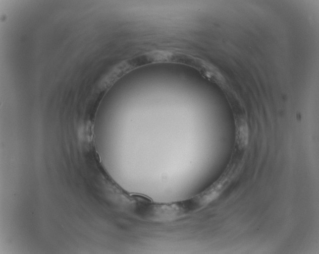 X0000074330525200609082035