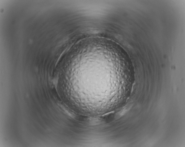 X0000074330528200609082035