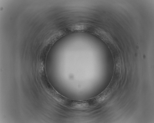 X0000074330555200609082035