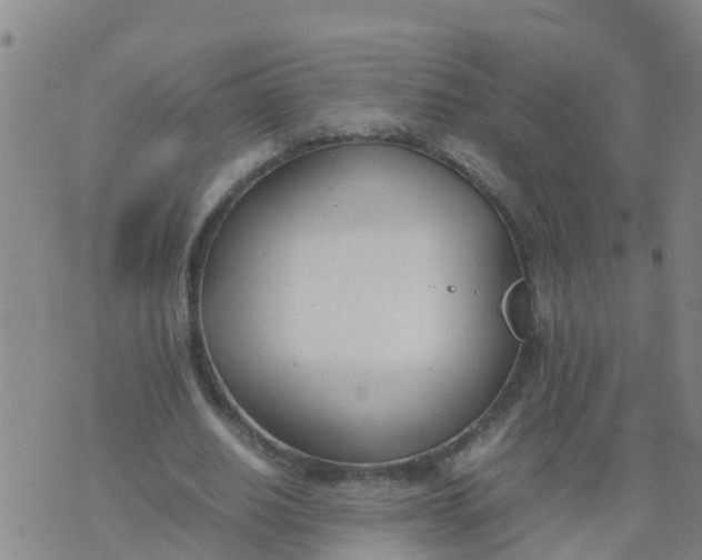 X0000074330630200609082033