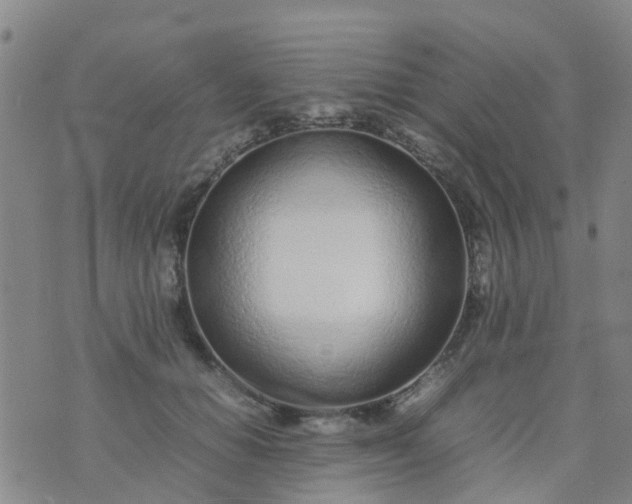 X0000074330654200609082033