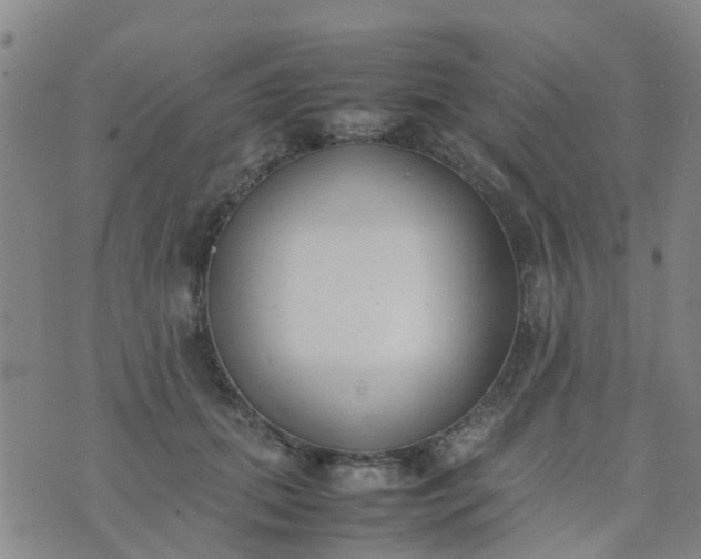 X0000074330655200609082033