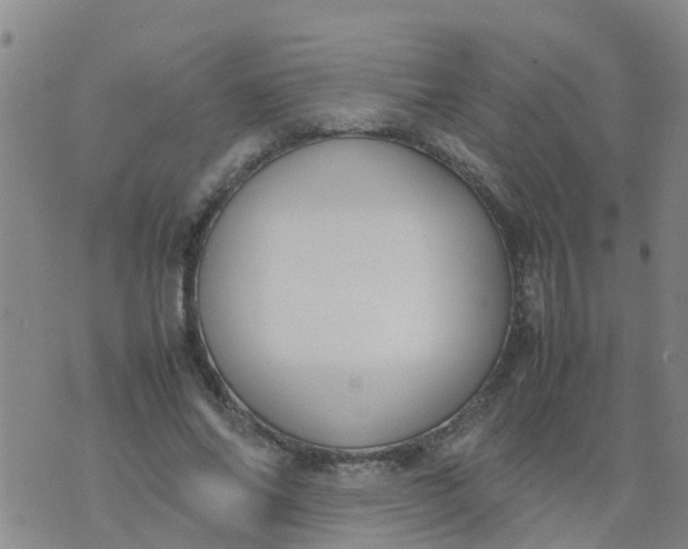 X0000074330686200609082033