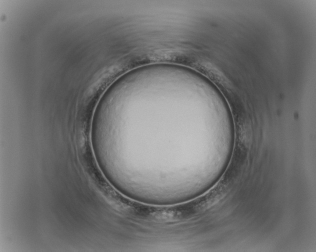 X0000074330687200609082033