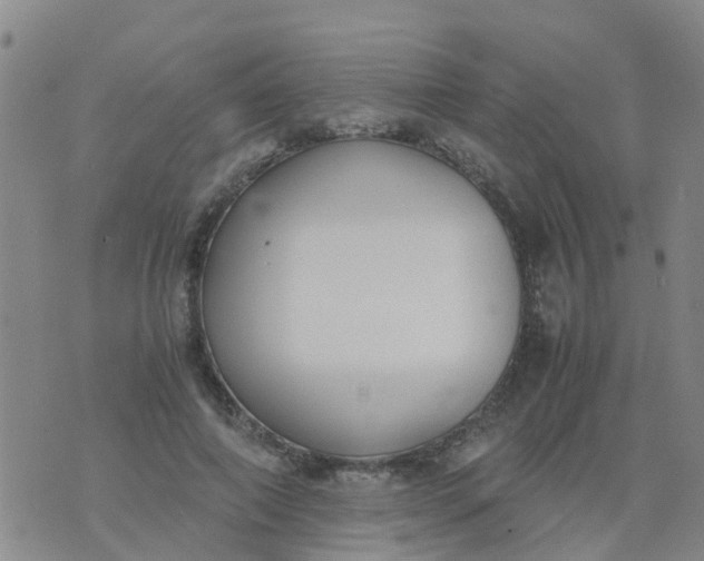 X0000074330690200609082032