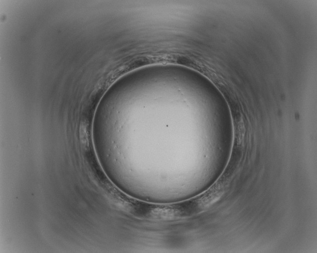 X0000074330699200609082032