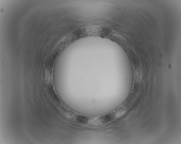 X0000074330705200609082032