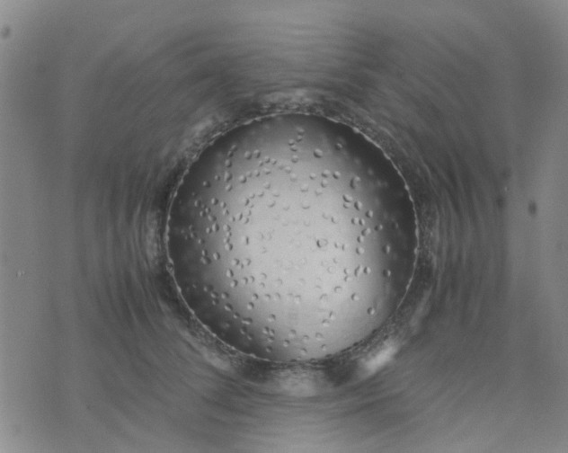 X0000074330708200609082032