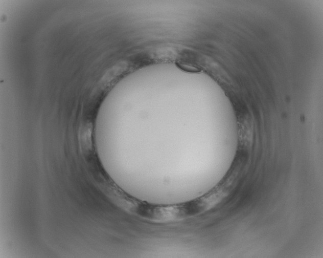 X0000074330717200609082032