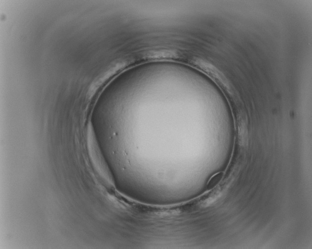 X0000074330721200609082031