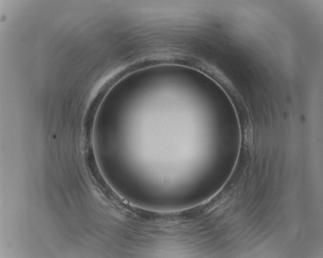 X0000074330724200609082031