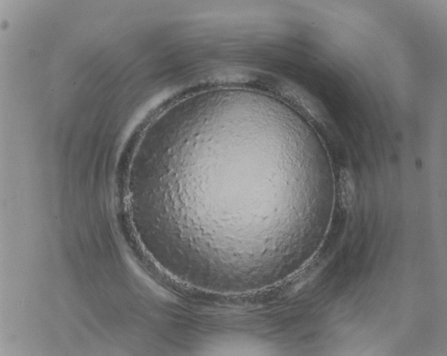 X0000074330726200609082031