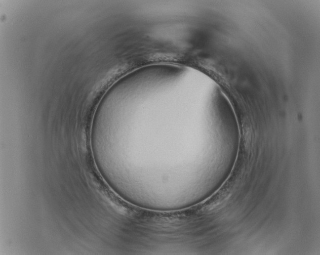 X0000074330729200609082031