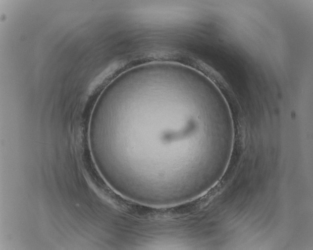 X0000074330730200609082031