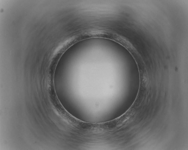 X0000074330732200609082031