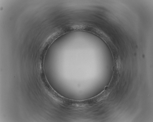 X0000074330733200609082031