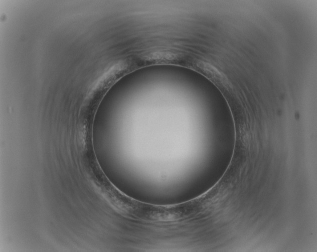 X0000074330735200609082031