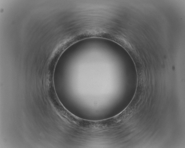 X0000074330736200609082031