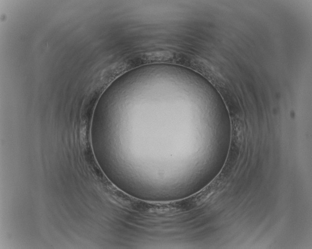 X0000074330745200609082032