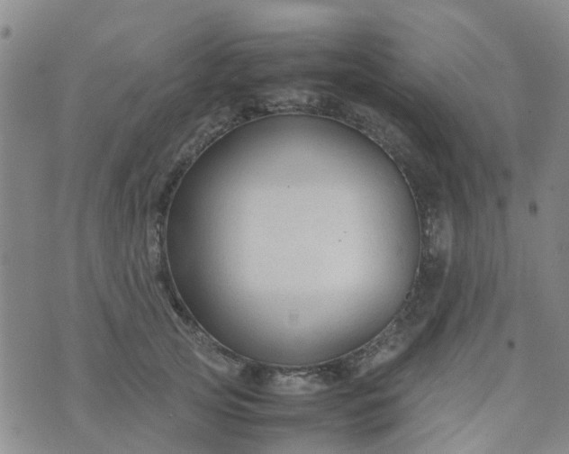 X0000074330753200609082032