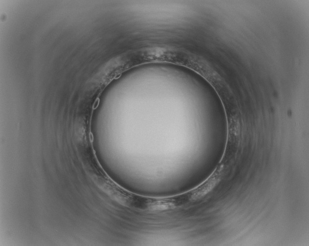 X0000074330754200609082032