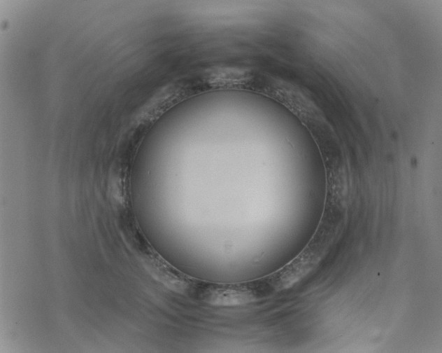 X0000074330755200609082032