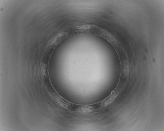 X0000074330758200609082032