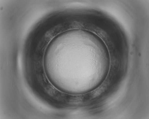 X0000074330765200609082032