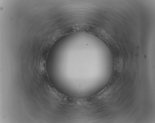 X0000074330770200609082031