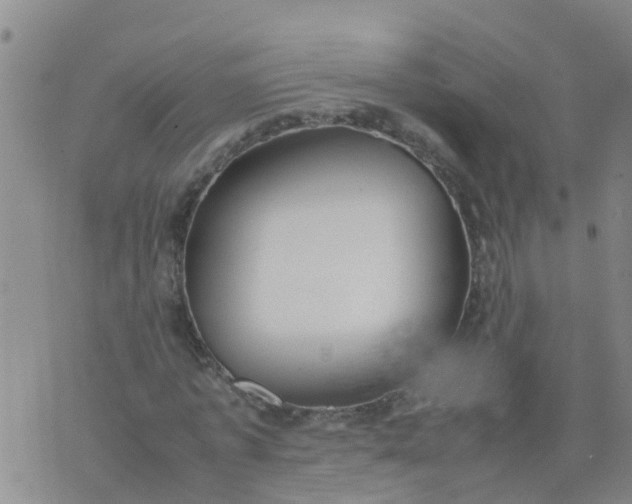 X0000074330773200609082031