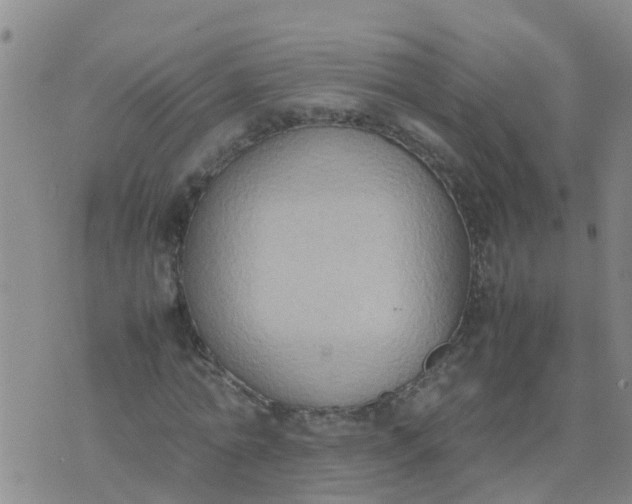 X0000074330774200609082031