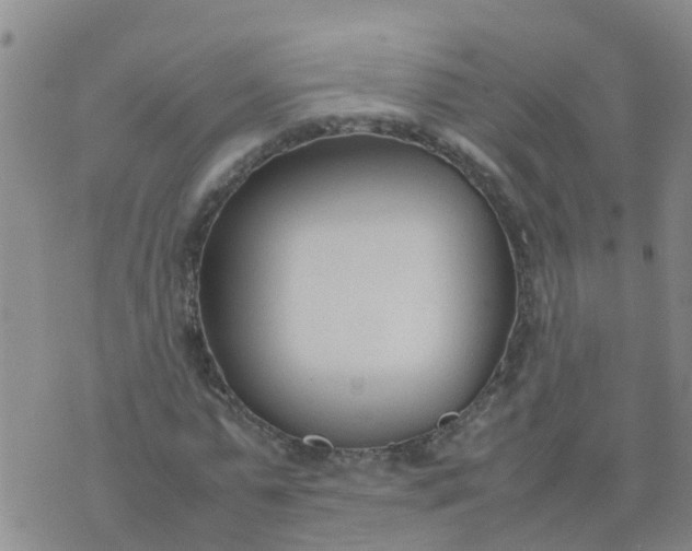 X0000074330775200609082031