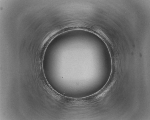 X0000074330781200609082031