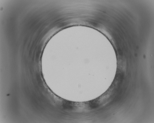 X0000074330807200609082031