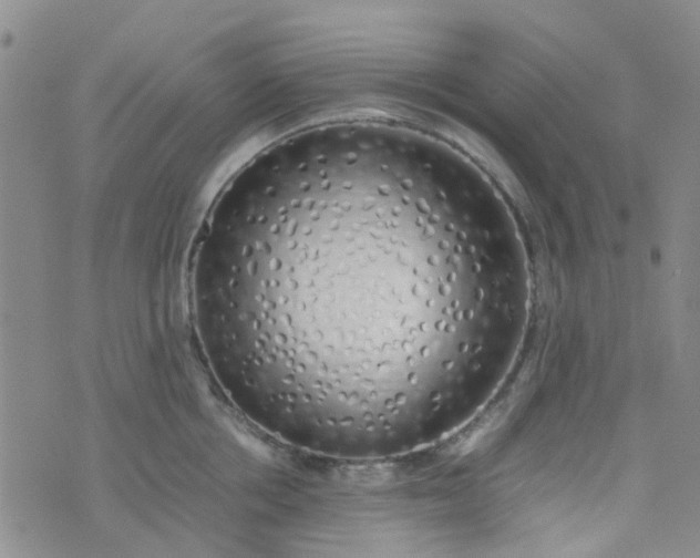 X0000074330858200609082030