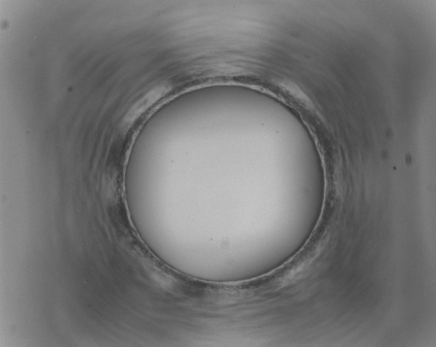 X0000074330873200609082029