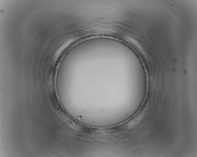 X0000074330875200609082029