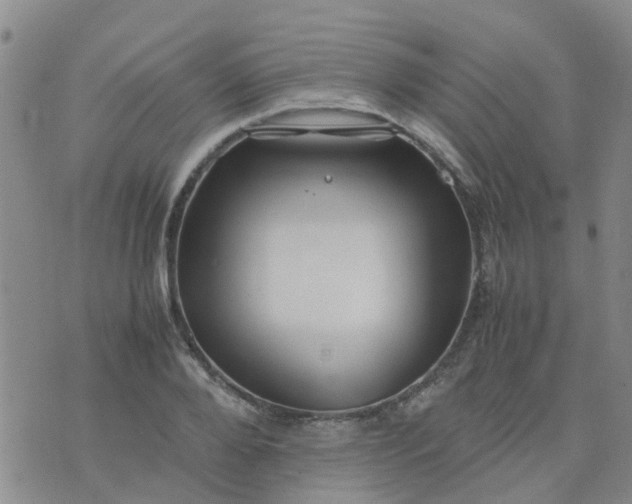 X0000074330888200609082029