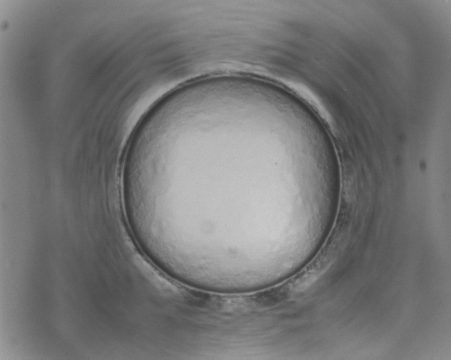 X0000074330903200609082029