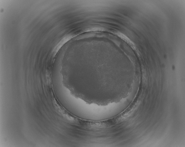 X0000074330945200609082029